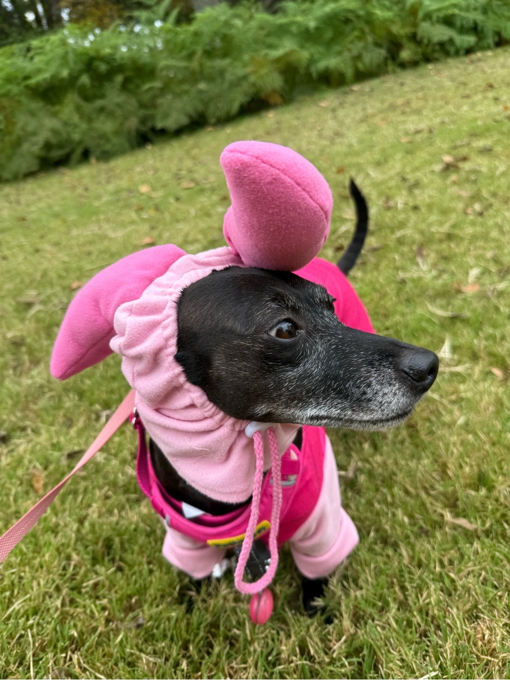 Piglet dog costume - Picture 2 of 5